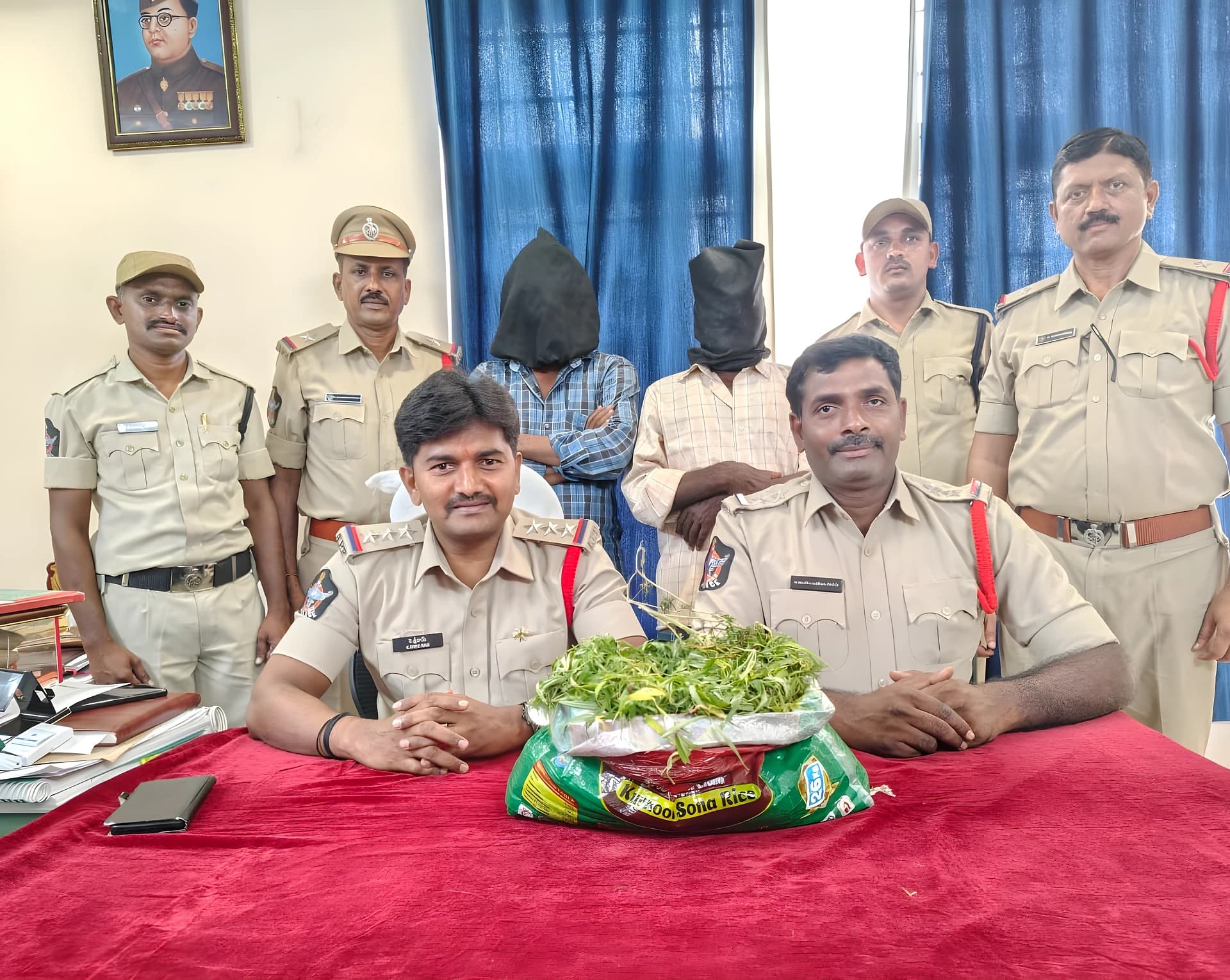 పులివెందులలో పెరట్లో గంజాయి సాగు